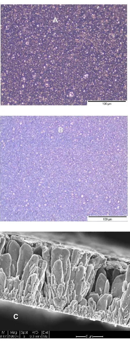 Figure 4:  SEM micrographs of Cu-Sn deposits on stainless steel substrate from 1:2.5 ChCl-2EG electrolyte: (a) applied potential of - 0.36 V and (b) a current density of -0.87 x 10-3 A cm-2