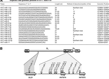 FIG. 1. Cloning of HVT miRNAs. (A) Sequences of cloned candidate miRNA species, with nucleotide positions based on the publishedsequence (GenBank accession number AF291866)