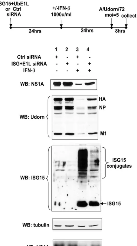 FIG. 1. siRNA knockdown of UbE1L in A549 cells inhibits ISG15conjugation and causes a 5- to 20-fold increase in the synthesis of