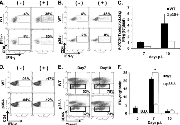 FIG. 5. IL-12 enhances IFN-� production and class II expression. The frequencies of CNS-derived IFN-�-secreting T cells at day 7 p.i