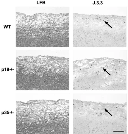 FIG. 6. IL-12 and IL-23 do not inﬂuence viral pathogenesis. Longitudinal sections of spinal cords from JHMV-infected WT, p35�immunohistochemical analysis for viral nucleocapsid using MAb J.3.3