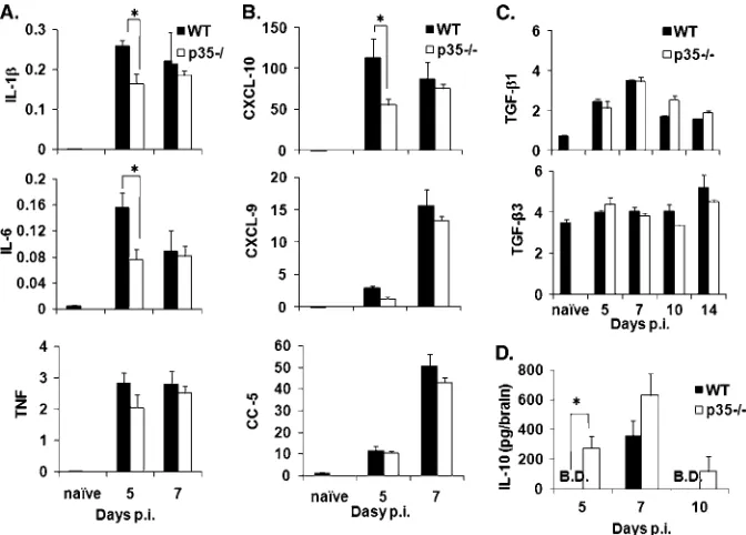 FIG. 7. IL-12 alters the expression of proinﬂammatory and anti-inﬂammatory cytokines. Brains from infected WT and p35�SEM