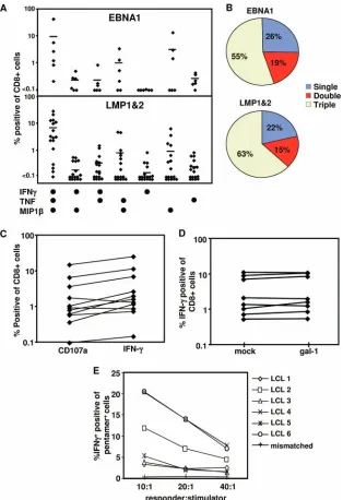 FIG. 4. Impact of AdE1-LMPpoly-mediated expansion on T-cell polyfunctionality. (A and B) Cytokine proﬁles of AdE1-LMPpoly-expandedT cells