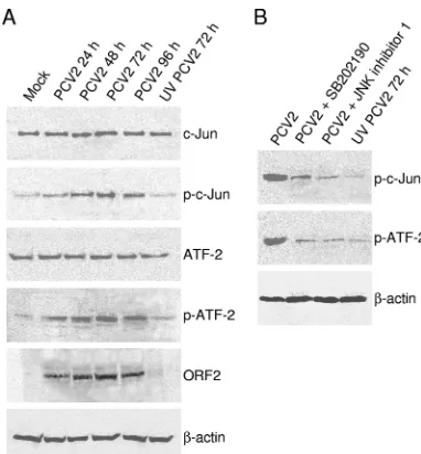FIG. 4. Inhibition of JNK1/2 and p38 MAPK phosphorylation blocks PCV2 replication. Supernatants of PCV2-infected PK15 cells at 72 h aftertreatment with various concentrations of JNK inhibitor 1 (A) or SB202190 (B), as well as UV-irradiated PCV2-infected cell supernatants at 72 h,