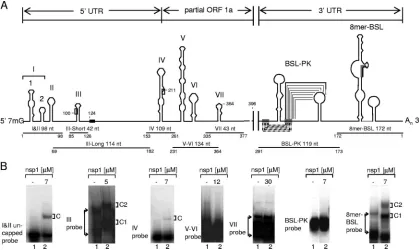 FIG. 1. RNA structures in the BCoV genome tested for nsp1 binding. (A) BCoV 5�in the gel shift assays
