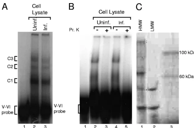 FIG. 3. Cellular proteins but apparently no viral proteins from cell lysates bind the SLV-VI probe
