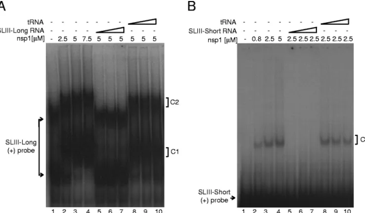FIG. 4. Gel shift analysis of puriﬁed BCoV nsp1 binding to SLIII. (A) SLIII-Long. Lane 1, probe alone showing upper and lower forms; lanes2 to 4, shifted bands into lower (C1) and upper (C2) complexes that form with the indicated amounts of protein; lanes 5 to 7, competition of protein