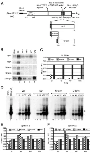 FIG. 5. Detrimental effects of nsp1 expression from subgenomic mRNA in DI RNA. (A) Map of DI RNA constructs for expressing thefull-length nsp1, the N-terminal 95 aa (N-term; aa 1 to 95), and the C-terminal 152 aa (C-term; aa 95 to 246) of nsp1