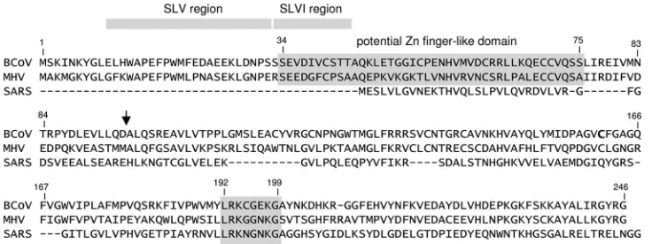 FIG. 6. Aligned amino acid sequences for nsp1 in BCoV (p28), MHV (p28), and SARS-CoV (p20)
