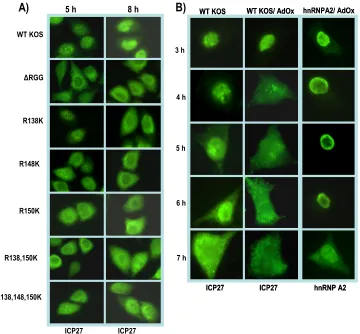 FIG. 10. ICP27 hypomethylation affects its cellular localization. (A) HeLa cells were infected with wild-type (WT) HSV-1 KOS, �indicated ICP27 arginine-to-lysine viral mutants