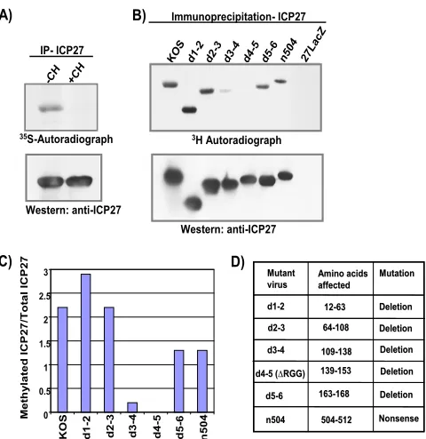 FIG. 1. The RGG box is the major site of ICP7 arginine methyl-ation. In vivo methylation assays were performed to determine the