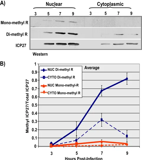 FIG. 9. ICP27 protein-arginine methylation changes over time.HeLa cells were infected with wild-type HSV-1 KOS virus