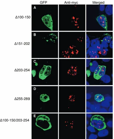 FIG. 7. Complementation of deletion mutants with full-length Tax. Full-length MycTax was coexpressed with the indicated Tax midregionmutants deﬁcient for nuclear localization