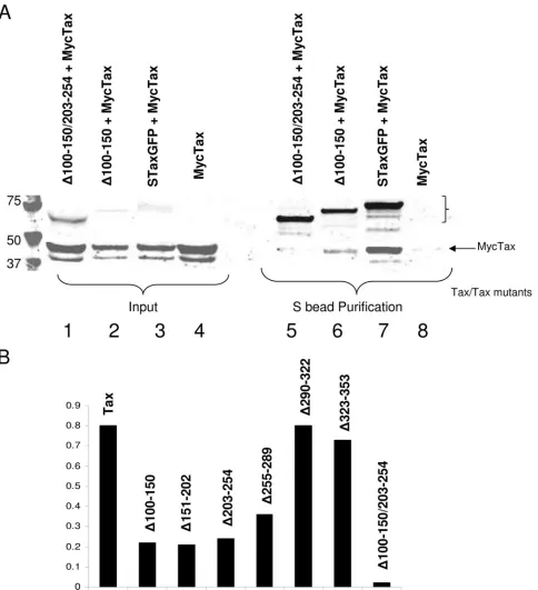 FIG. 8. Midregion Tax mutants are deﬁcient for dimerization. (A) MycTax was coexpressed with STaxGFP or Tax mutants missing one (�or two (protein followed by immunoblot analysis for coprecipitated MycTax
