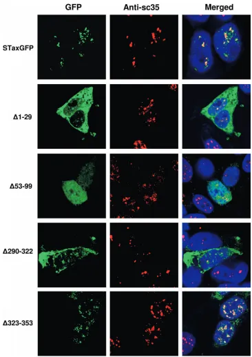 FIG. 3. Colocalization of Tax deletion mutants with TSS. Shown are confocal microscopy images of ﬁxed HEK 293 cells transiently expressing“nuclear” Tax mutants