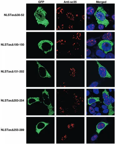 FIG. 4. Rescue of Tax NLS mutant by exogenous NLS tagging. An NLS sequence from SV40 Tag was added to all nucleus-excluded Taxmutants, and the constructs were transiently expressed in HEK 293 cells