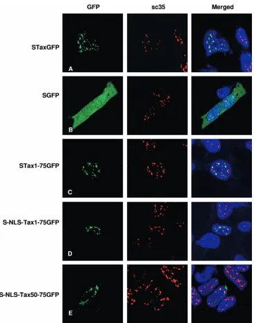 FIG. 5. Tax peptide comprising amino acid residues 50 to 75 is sufﬁcient for targeting to TSS