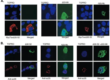 FIG. 6. Complementation of Tax NLS and TSLS mutant proteins. (A) Confocal microscopy images of the expression of MycTax�panels) andﬂuorescence of the GFP fusion
