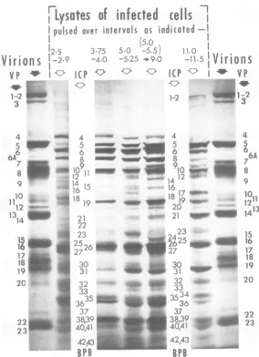 st3635FIG.9. Autoradiogram of a part of a 7.75% polyacrylamide gel slab containing electrophoretically separated of each sample