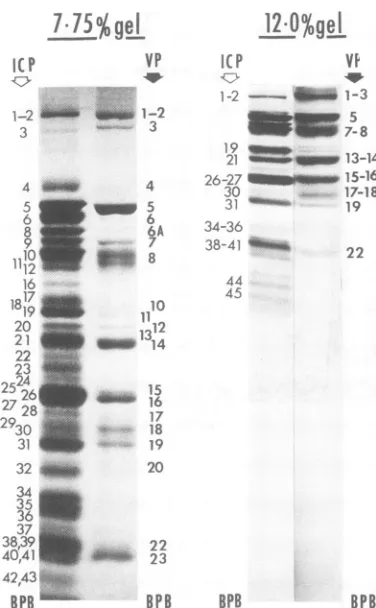 Fig. 4), with theigrating with polylmolecular weightmajoritypeptides