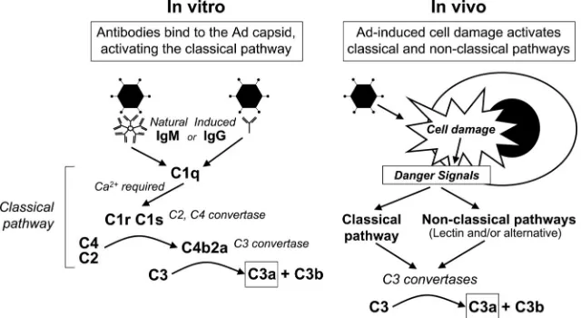 FIG. 9. Proposed mechanisms for Ad-induced complement activation. In vitro, the initial step is binding of antibody to Ad