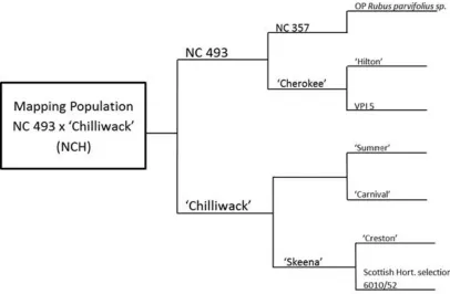 Figure 1.  Dendrogram of mapping population ancestry 