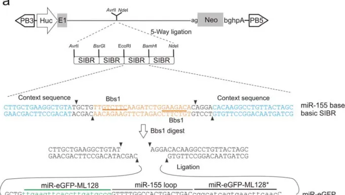 Figure 5-5: miR-155 backbone based miR-eGFP multimer generation.  