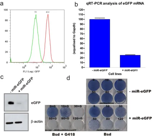 Figure 5-8: miR-eGFP-knockin cell line validation.   