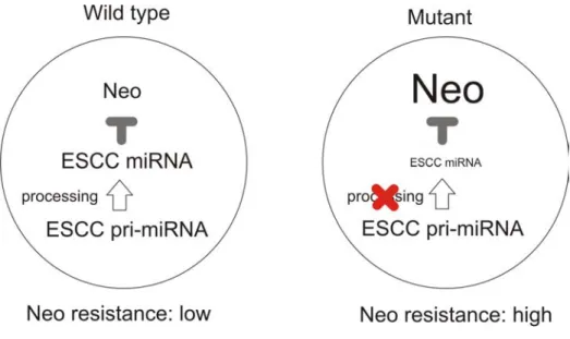 Figure 5-9: An endogenous miRNA-based reporter system.  