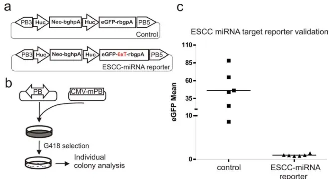 Figure 5-10: ESCC-miRNA eGFP reporter analysis. 