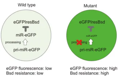 Figure 5-1: Schematic representation of the artificial miR-eGFP system.  