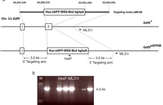 Figure 5-2: Targeting Gdf9 locus with an eGFPIRESBsd reporter.  