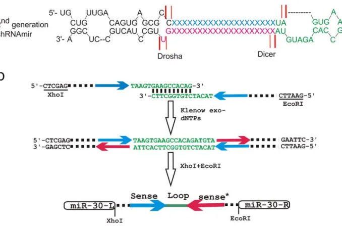 Figure 5-3: The construction of the miR-30 backbone based single-unit miR-eGFP.  