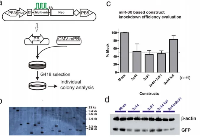 Figure 5-4:  miR-30-based artificial miR-eGFP evaluation.  