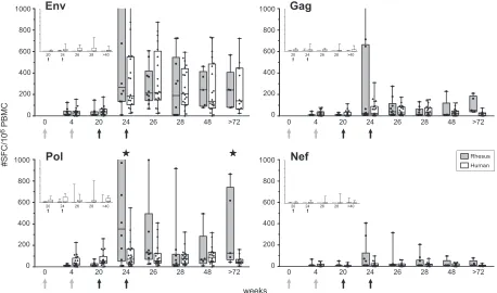 FIG. 1. Direct comparison of vaccine-induced antigen-speciﬁc IFN-�secretion by PBMC of individual DNA/NYVAC-immunized animals (pools), Gag (two peptide pools), Pol (three peptide pools), and Nef (one peptide pool) overlapping peptides was measured by ELISp
