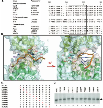 FIG. 1. (A) ClustalW alignment of the amino acid sequences of rhabdovirus N protein presented with NCBI accession numbers
