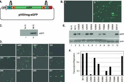 FIG. 5. Transcription activity of the N mutants. (A) Schematic of the plasmid carrying a negative-sense VSV minigenome with eGFP