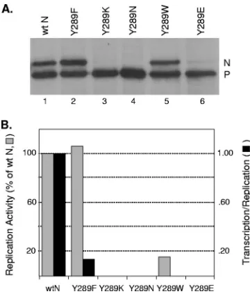 FIG. 6. Activity of N mutants with substitutions of different aminoacids at position 289