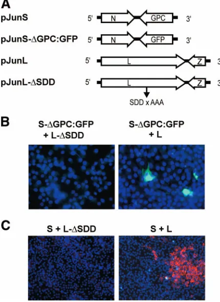 FIG. 2. (A) Schematic of plasmids indicating resulting primarytranscripts. (B) Functional L protein required for minigenome repli-