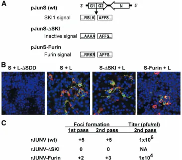 FIG. 3. (A) Schematic of plasmids encoding virus GPC cleavage variants. Plasmid primary transcript is shown 3�cleavage site is indicated for each plasmid