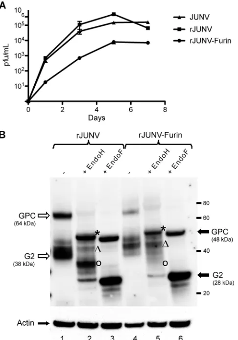 FIG. 5. rJUNV-Furin grows in SKI-1/S1P deﬁcient cells. SRD12Bcells deﬁcient in SKI-1/S1P were infected with rJUNV or rJUNV-