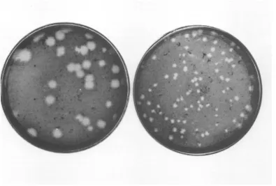 FIG.1. Plaques produced with the wild type (left) and a small plaque mutant, S092 (right) in CE cells.