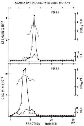 FIG. 5.fractionscollected Separation of two peaks of S127 mutant in sucrose gradients