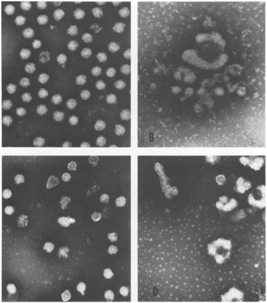 FIG. 7.C, peak Electron micrographs of WEE virions. x 100,000. A, wild-type; B, concentrated crude S127 mutant; 1 (Fig