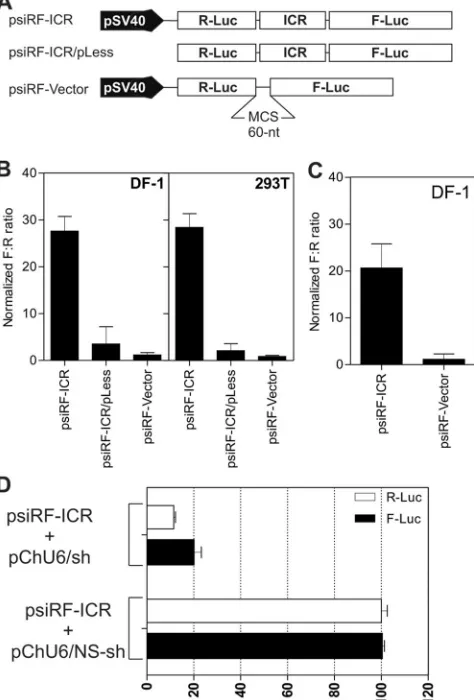 FIG. 2. The ICR from the MDV-1 bicistronic transcript has IRESactivity in a dual-luciferase reporter assay