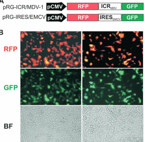 FIG. 3. The ICR in the MDV-1 bicistronic transcript has IRESactivity by ﬂuorescence microscopy