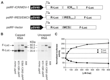 FIG. 5. Deletion analysis revealed the existence of two potentialIRESs within the ICR of the MDV-1 bicistronic transcript