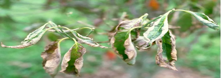 Fig. 2: An example of the output of GA-SVM for leaf that is infected with early scorch disease 