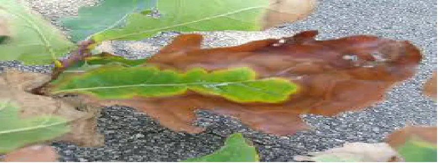 Fig. 3: Early scorch image 