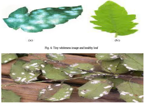 Fig 5: Cotton mold image 